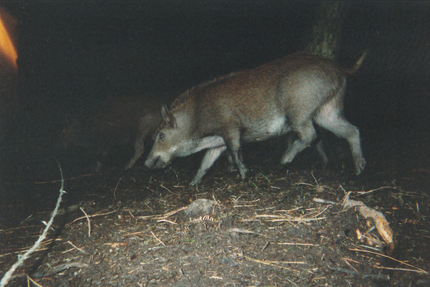 Wild Boar Photos 17.jpg