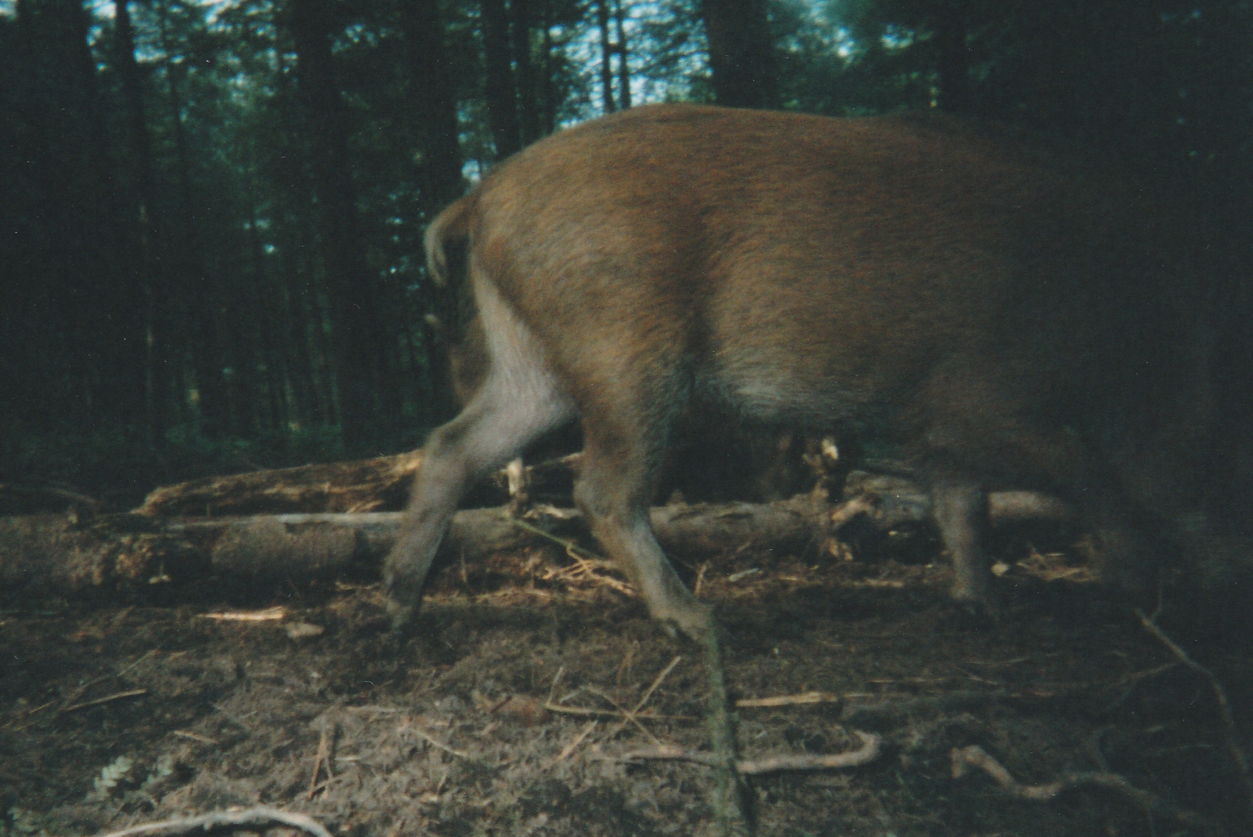 Wild Boar Photos 19.jpg