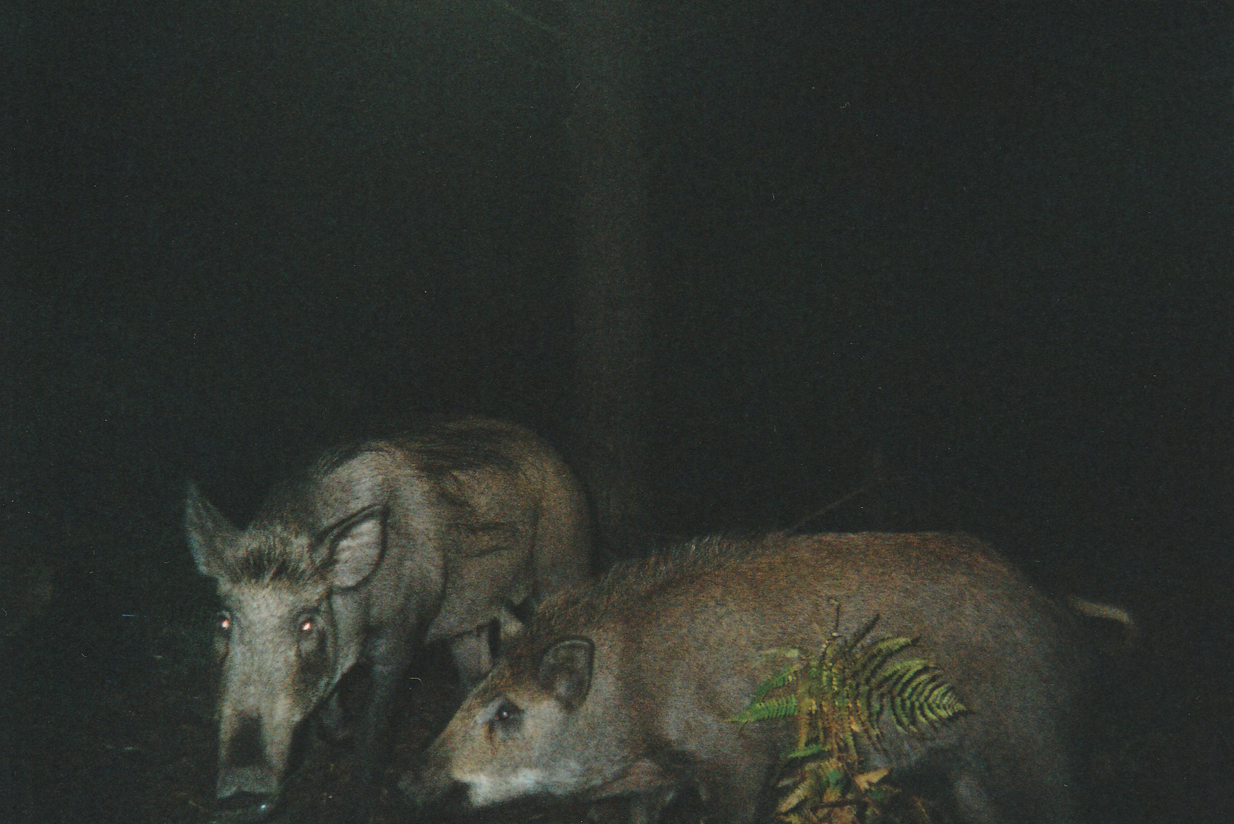 Wild Boar Photos 22.jpg