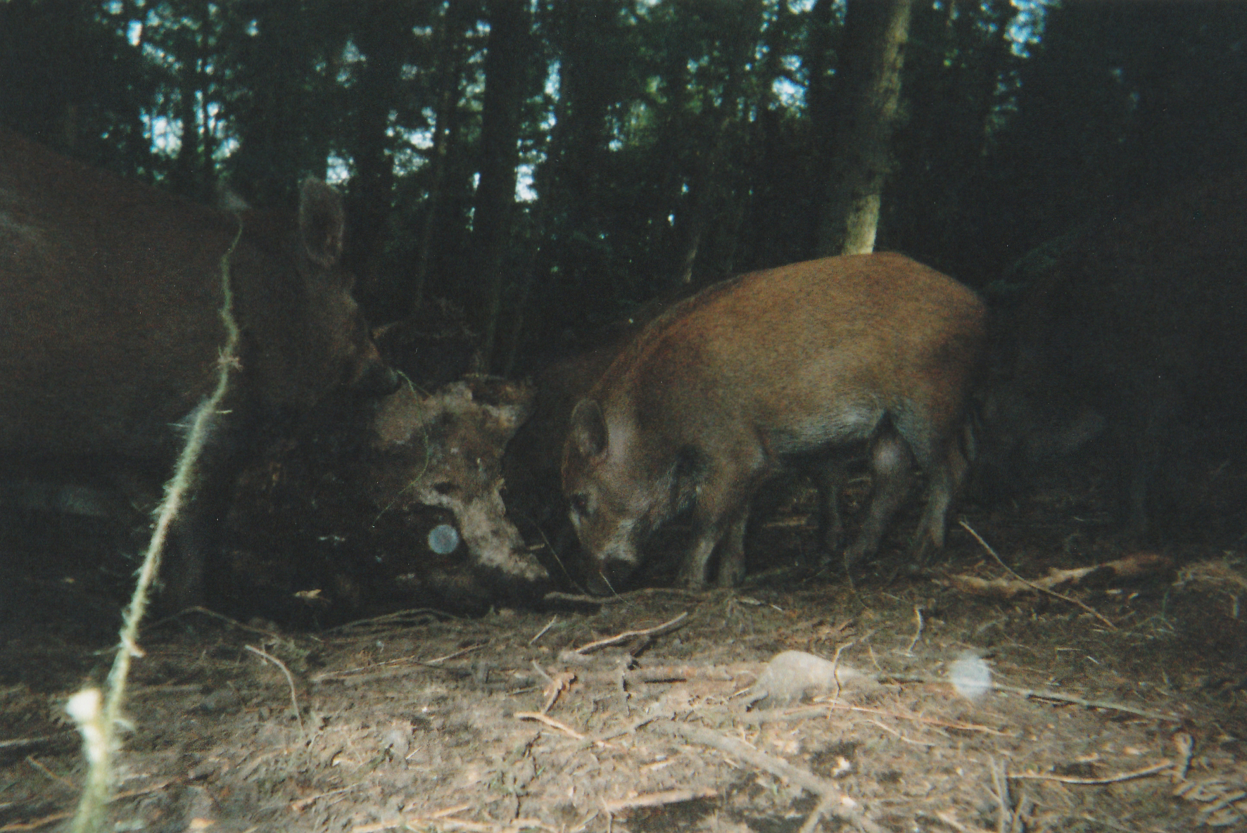 Wild Boar Photos 27.jpg