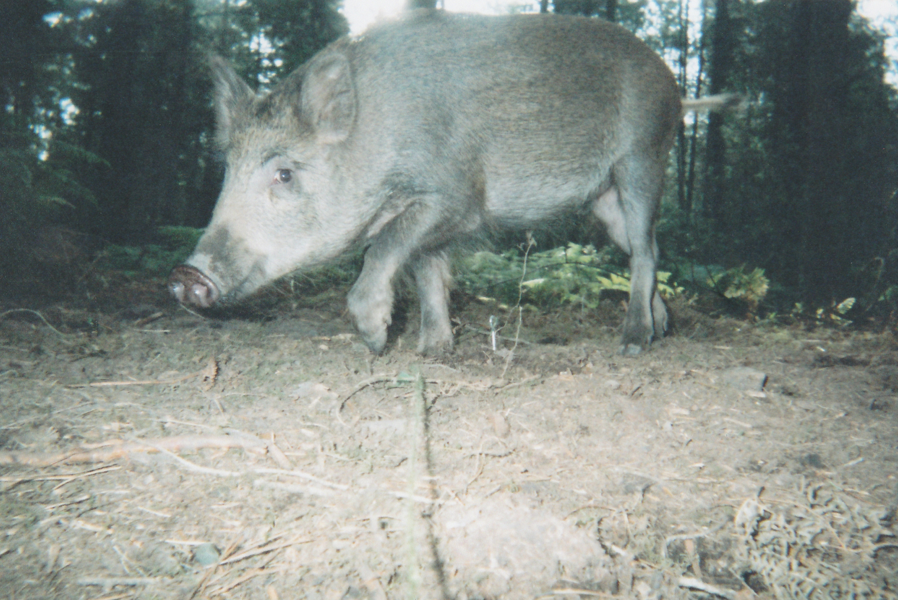 Wild Boar Photos 30.jpg