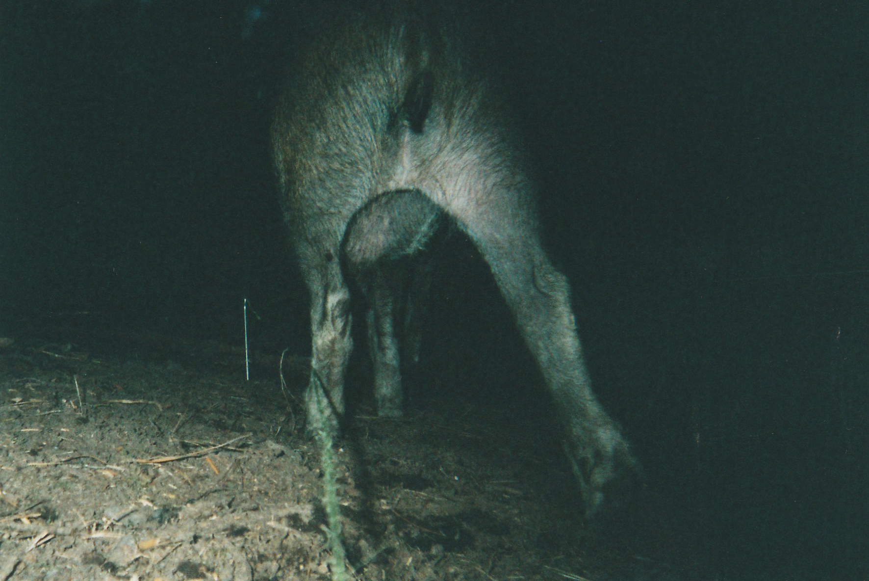 Wild Boar Photos 34.jpg