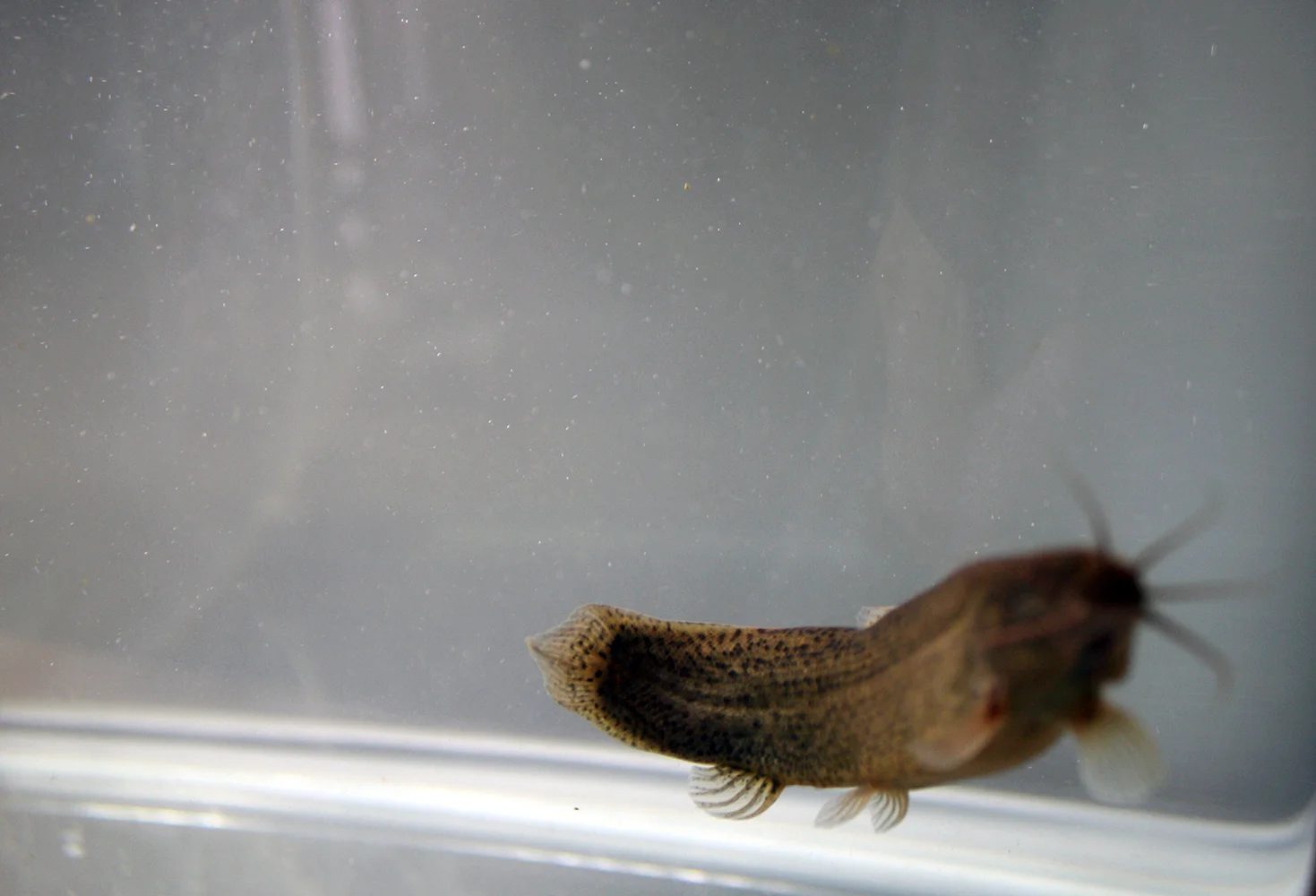 weatherfish04web.jpg