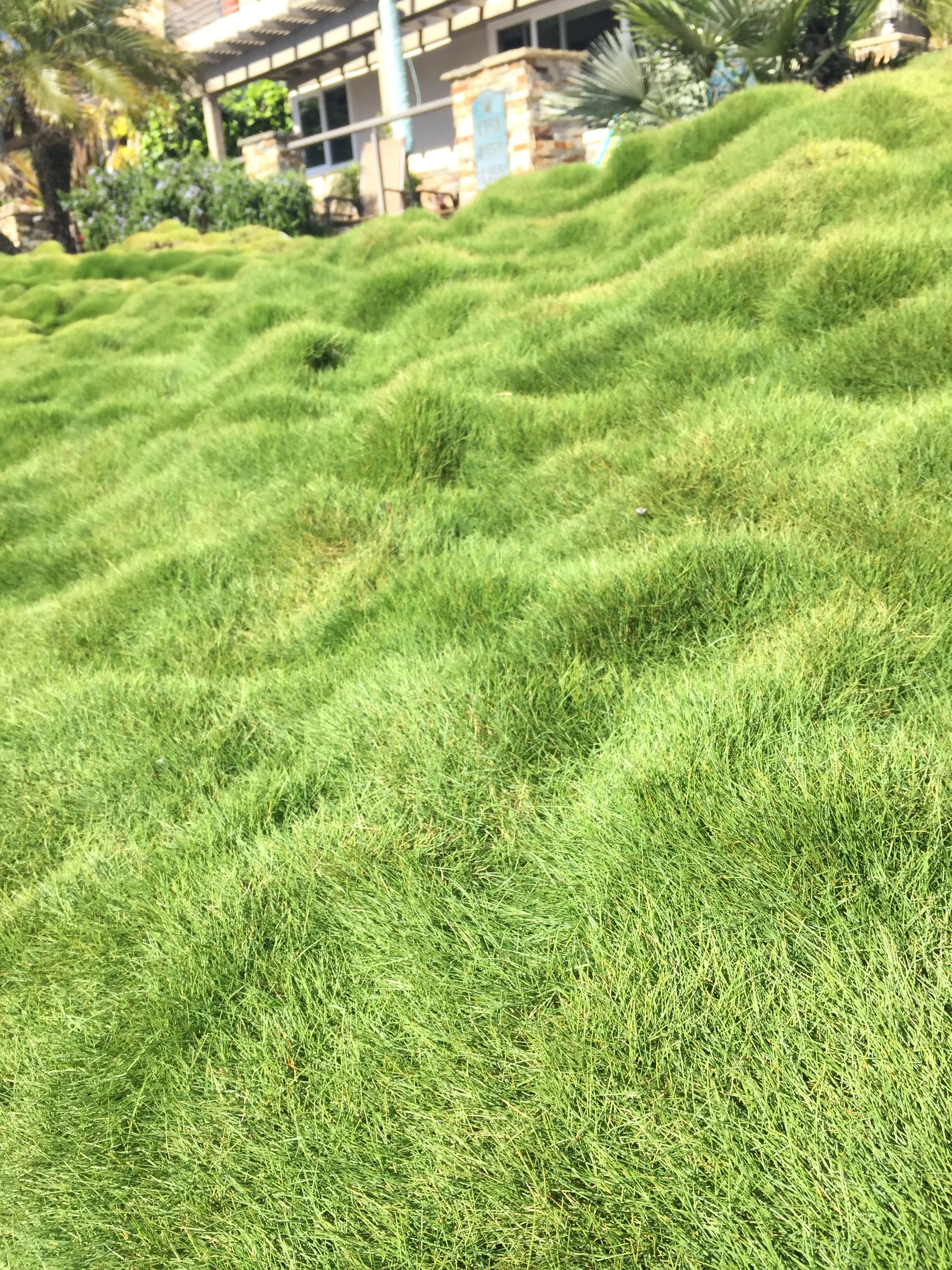 The Grass Is Greener | Delmar, California