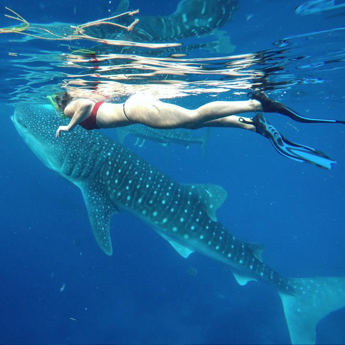 Swimming with Whale Sharks in Oslob - Cebu, Philippines