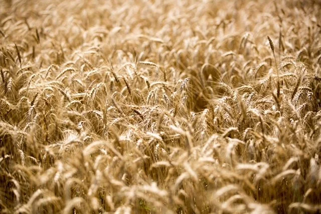 wheat_field.jpeg