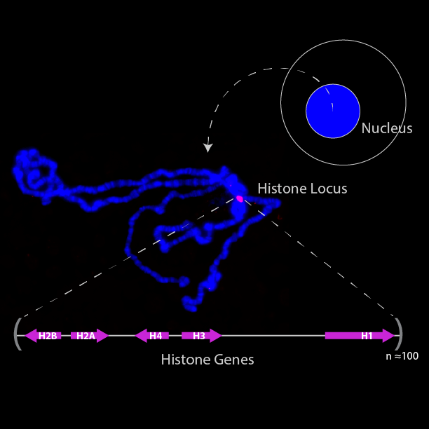 histone_locus-01.png