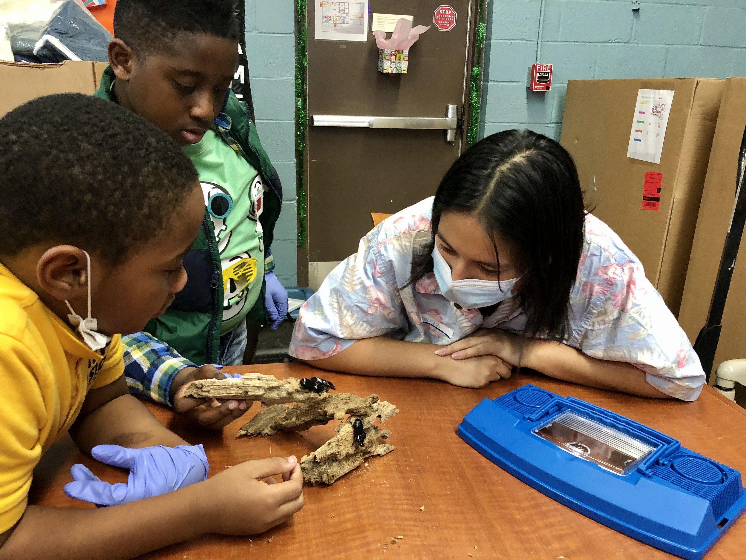 Hannah discusses short-horned stag beetles with curious kids