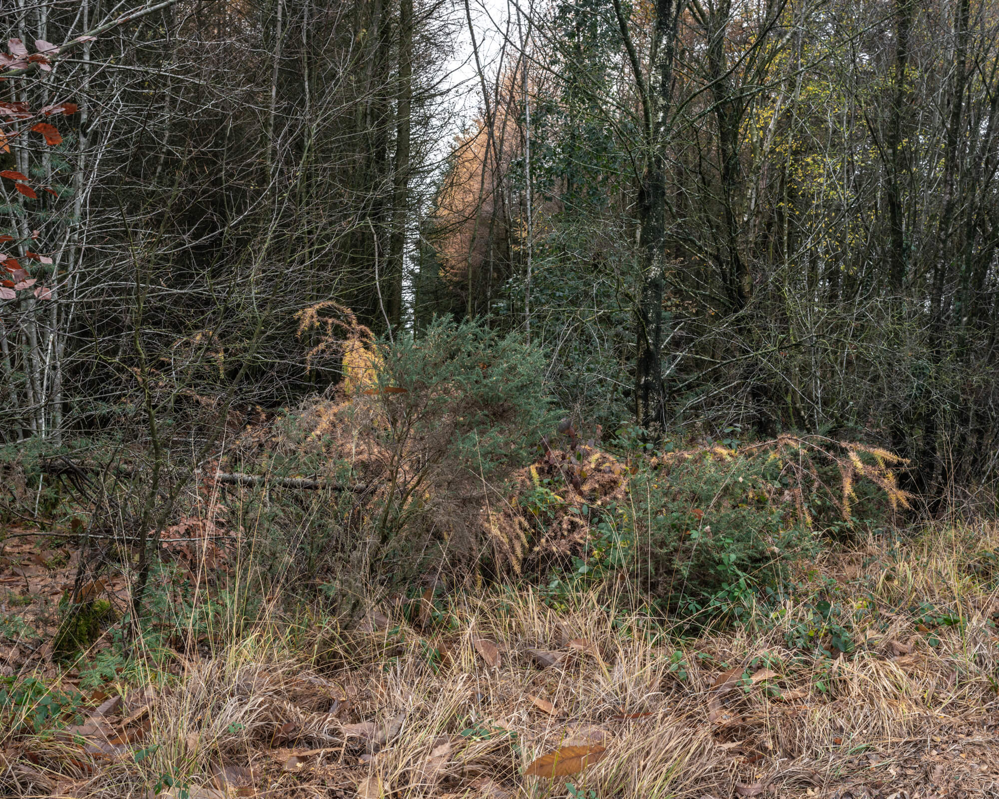 DSC_6735.jpg