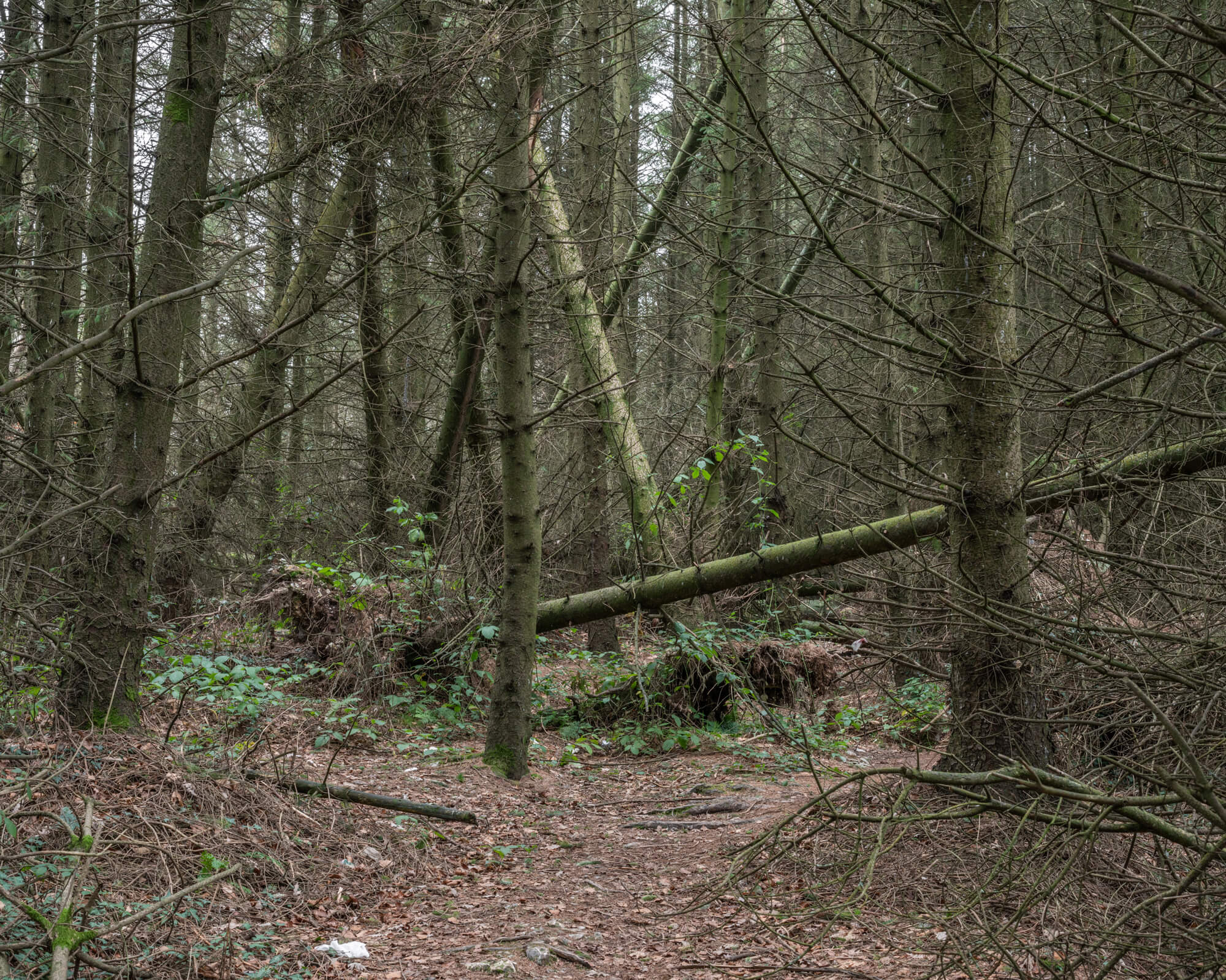 DSC_7171.jpg