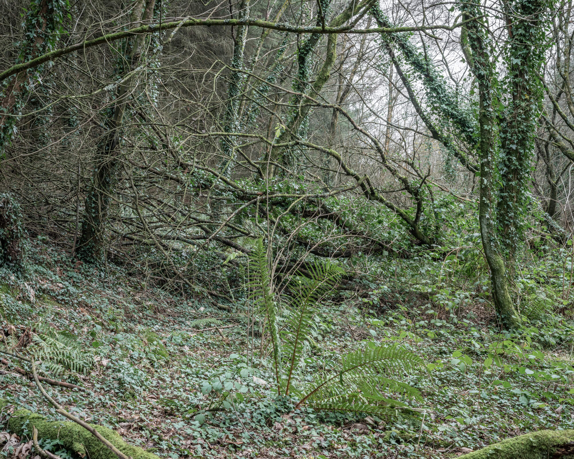 DSC_7195-2.jpg