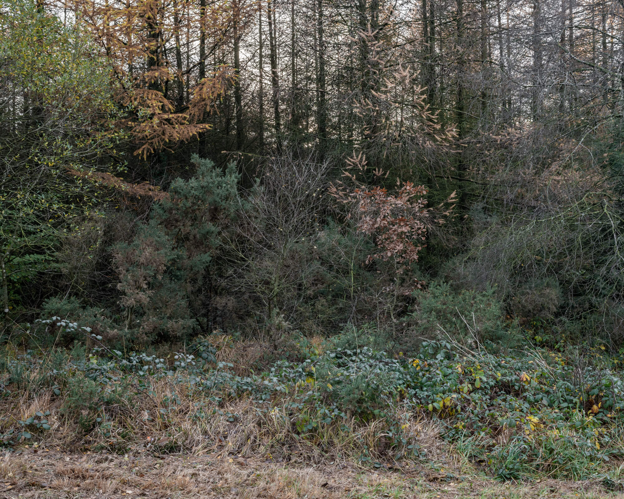 DSC_6721-2.jpg