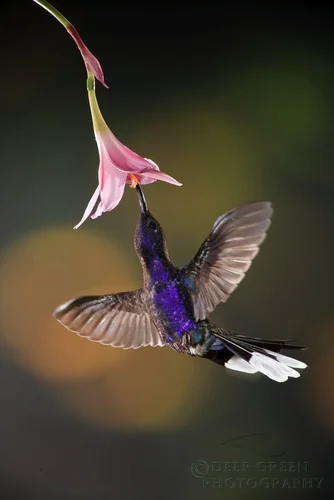 CR-Osa-Luna-Lodge-Copyright-RM_DG_hummingbirds-184.jpg