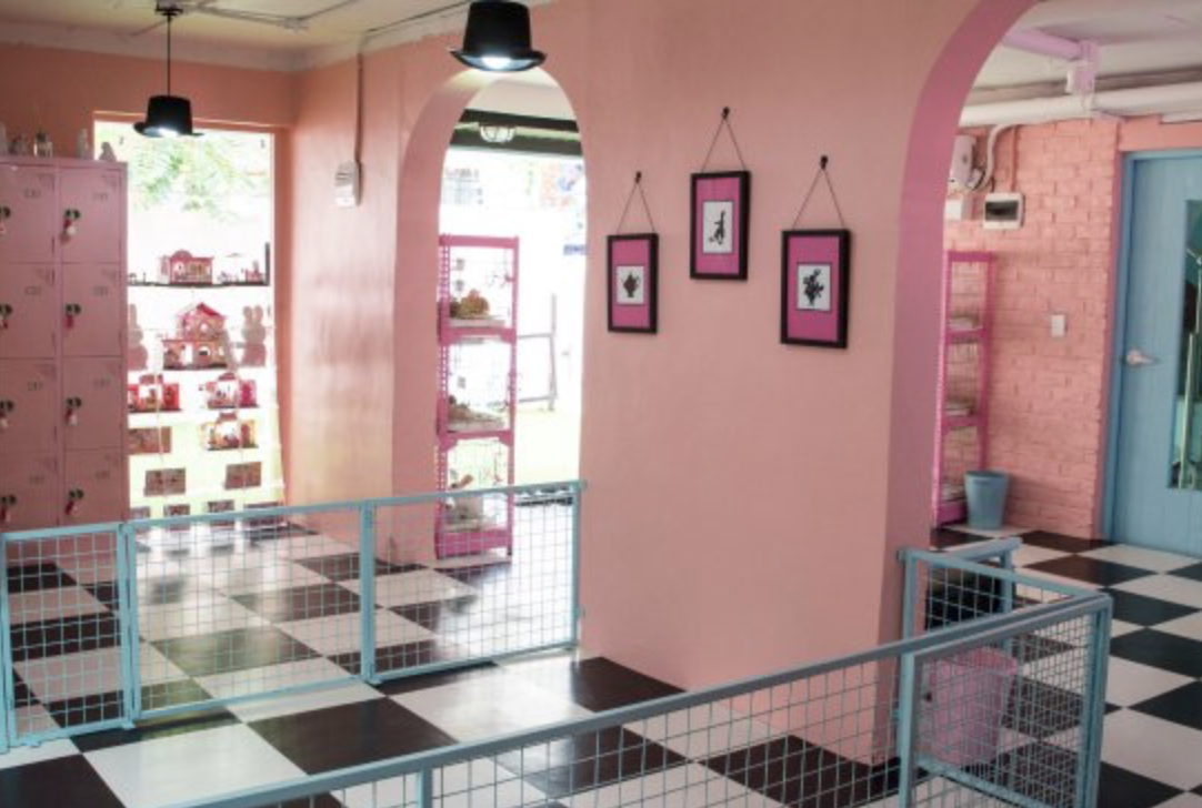 ALL OF THE WEIRDEST ANIMAL CAFÉS IN SEOUL — DEWILDESALHAB武士