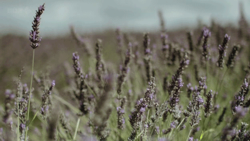 lavender.gif
