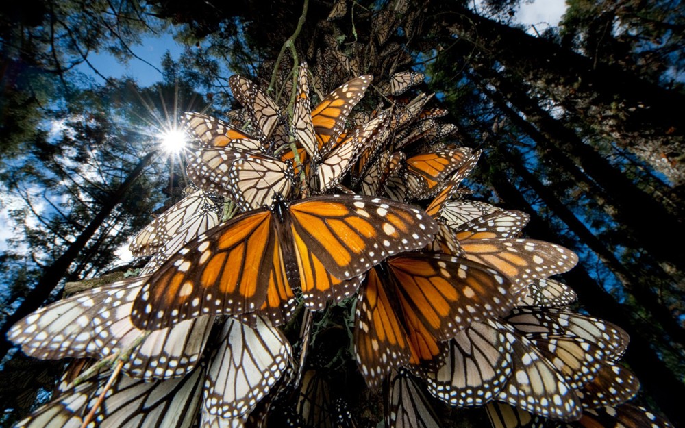 Hundreds of Monarch Butterflies on a Tree in Piedra Herrada Sanctuary