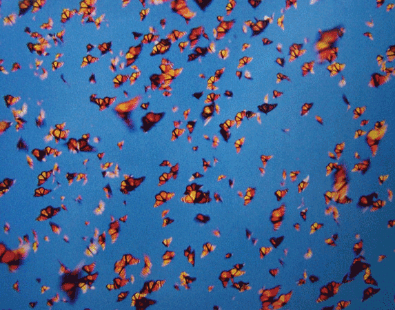 Monarch Butterflies flying around