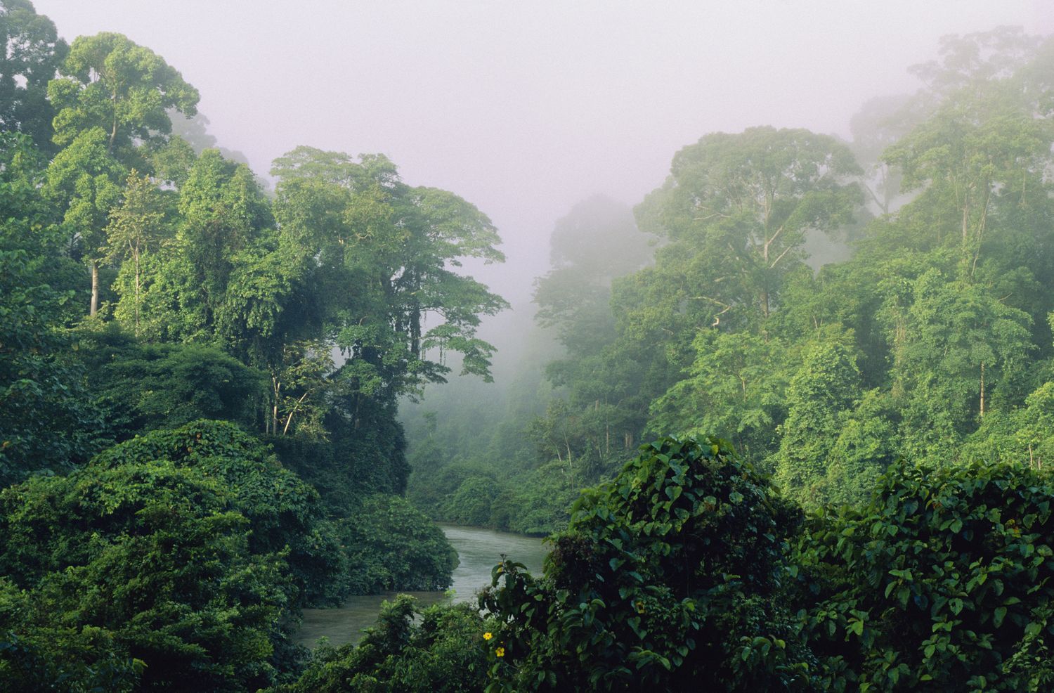 Khao sok national park jungle in thailand