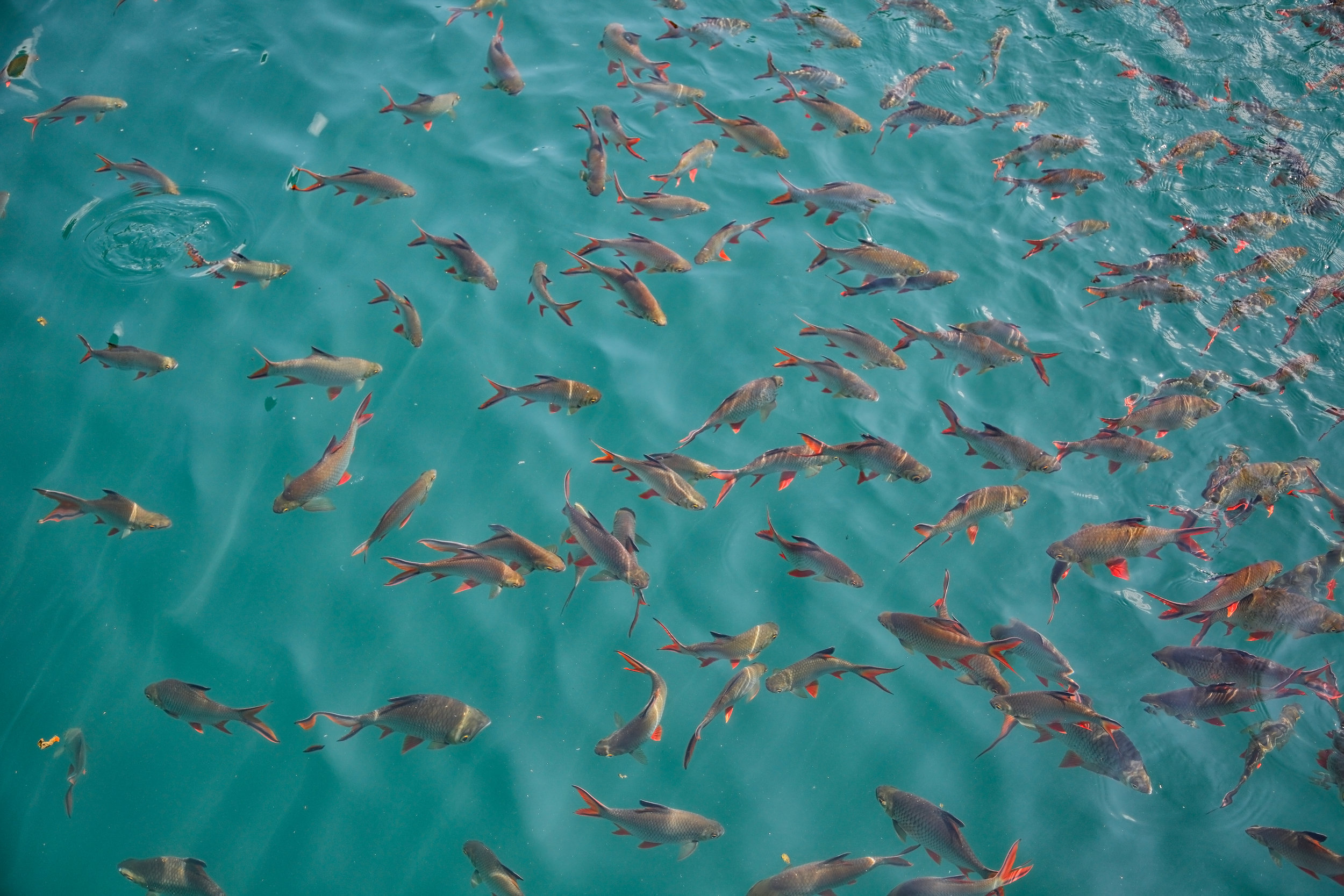 fish in the lake in thailand 