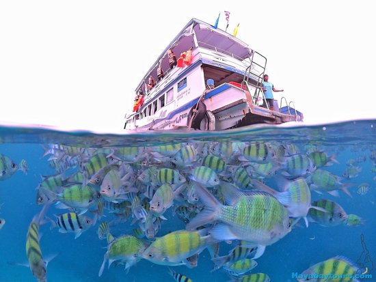 underwater fish near maya bay in thailand