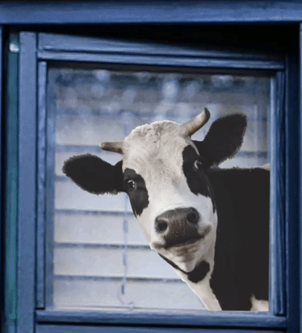 giphy (22).gif