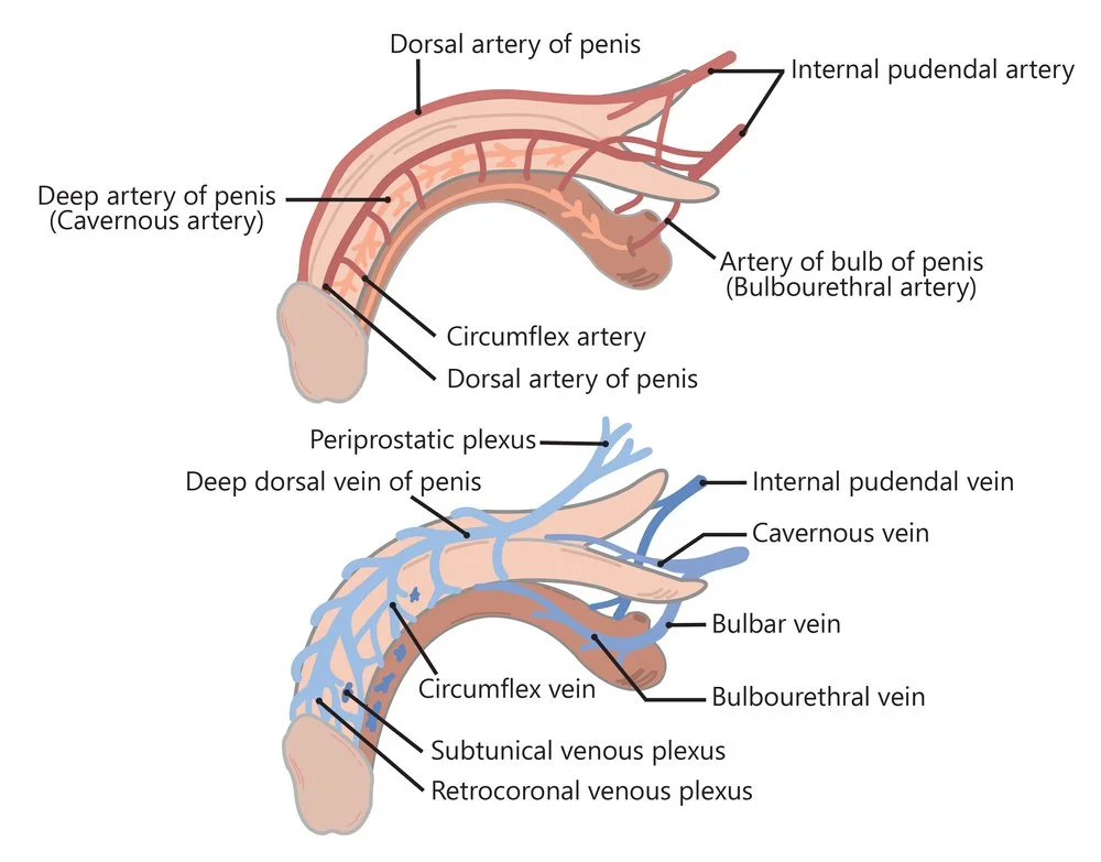 VENOUS LEAK - A CONTRIBUTOR TO ERECTILE DYSFUNCTION: AN OVERVIEW AND TREATMENT OPTIONS