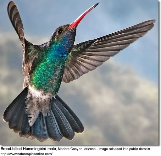 BroadbilledHummingbirdMale.jpg