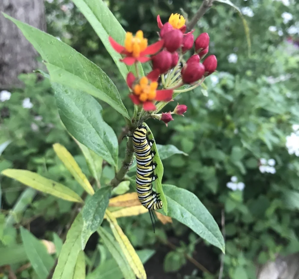 A very lovely monarch caterpillar, I snapped this photo on Sept 24 in Austin.