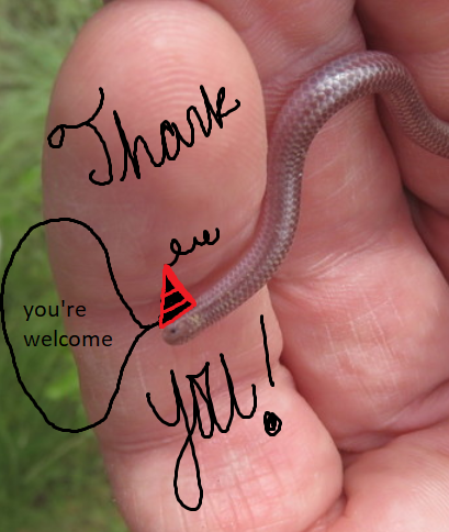 Texas blind snake hat.png