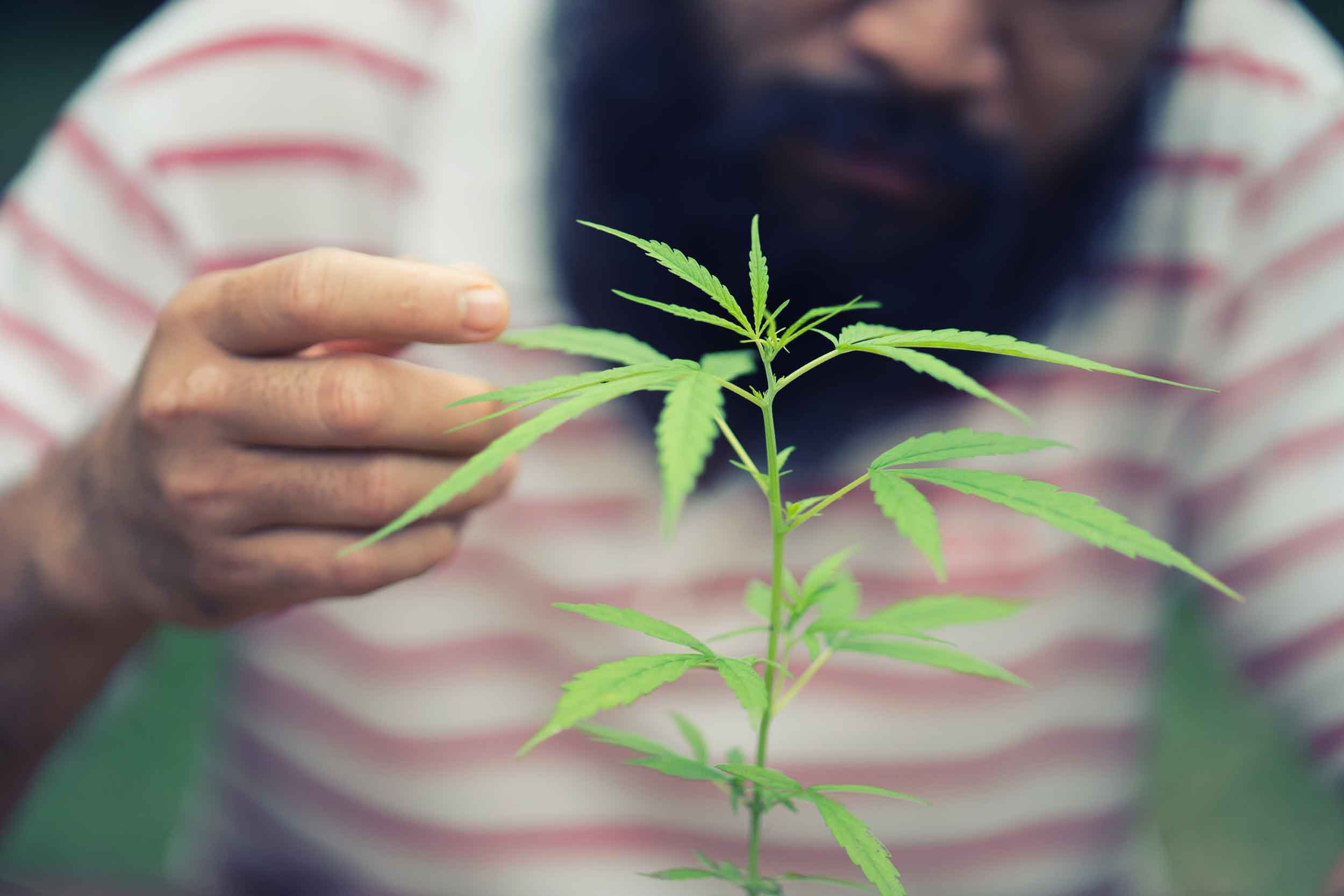 cannabis-grower.jpg