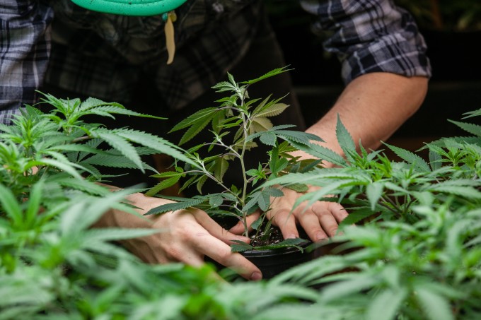 How to Seize M&amp;A Opportunities in Marijuana’s Gray Market