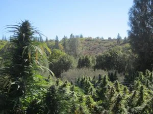 Oregon Wholesale Pricing At Record Lows