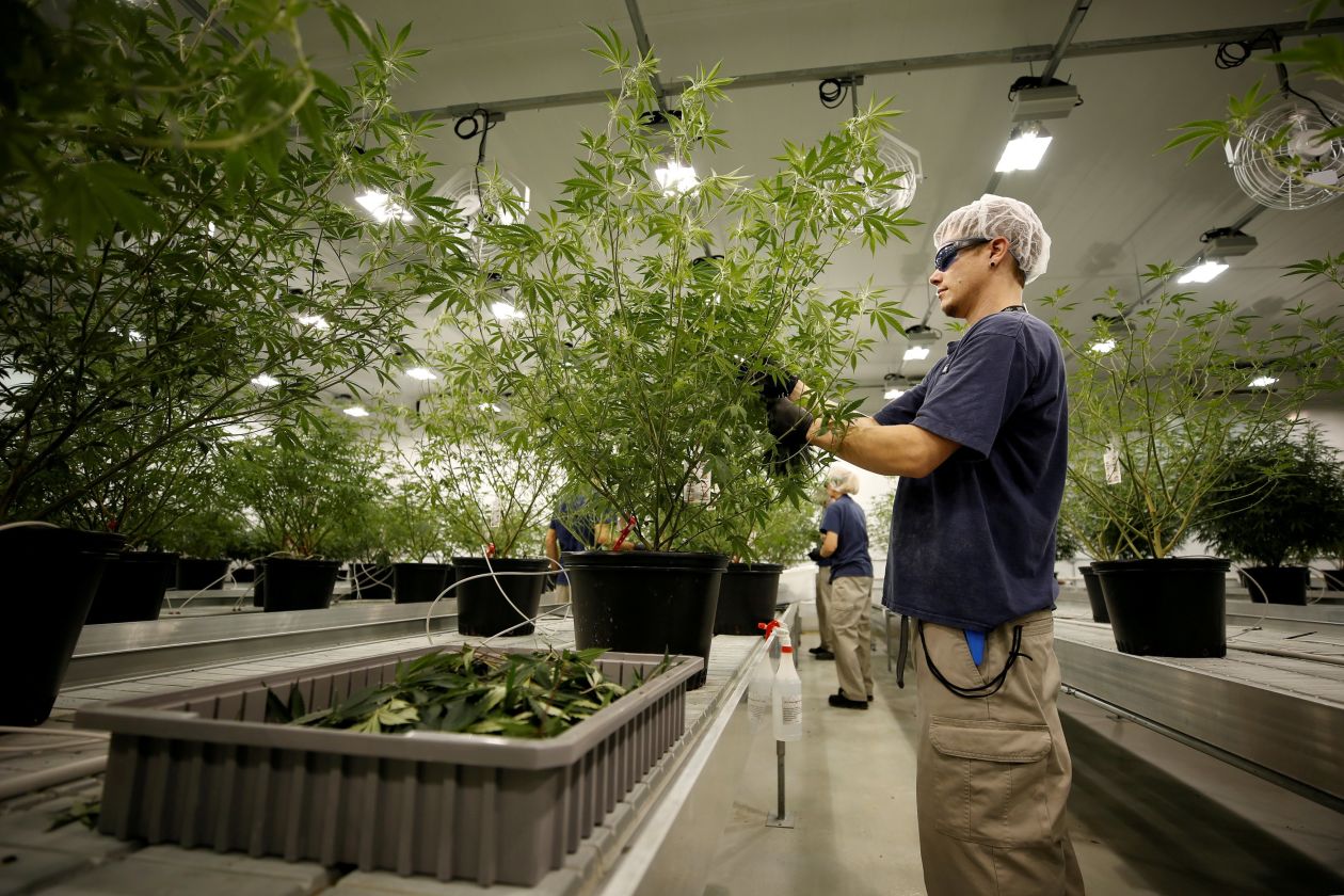 Corona Brewer Bets $4 Billion on Cannabis Startup