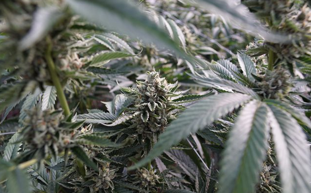 Congress is Preparing to Vote on the Medical Cannabis Research Act