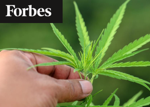 Ding-Dong: Cannabis Foe Jeff Sessions Is Gone And The Industry Rejoices