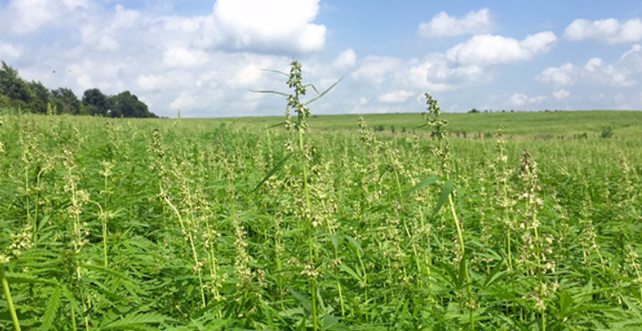 Private Capital Eyes Hemp Investment Bounty