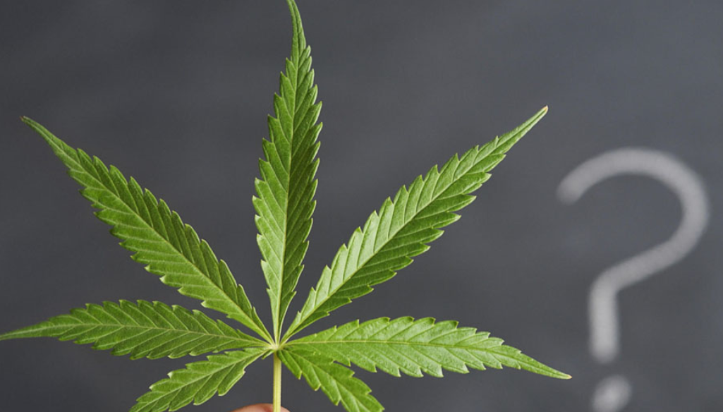 In fast-moving cannabis investing, family offices hit obstacles