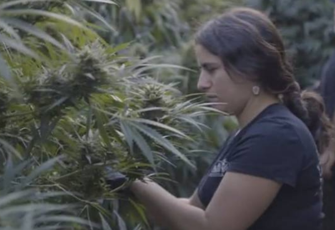 David Bronner Partners With Flow Kana To Launch Ethically And Ecologically Sourced Cannabis Brand