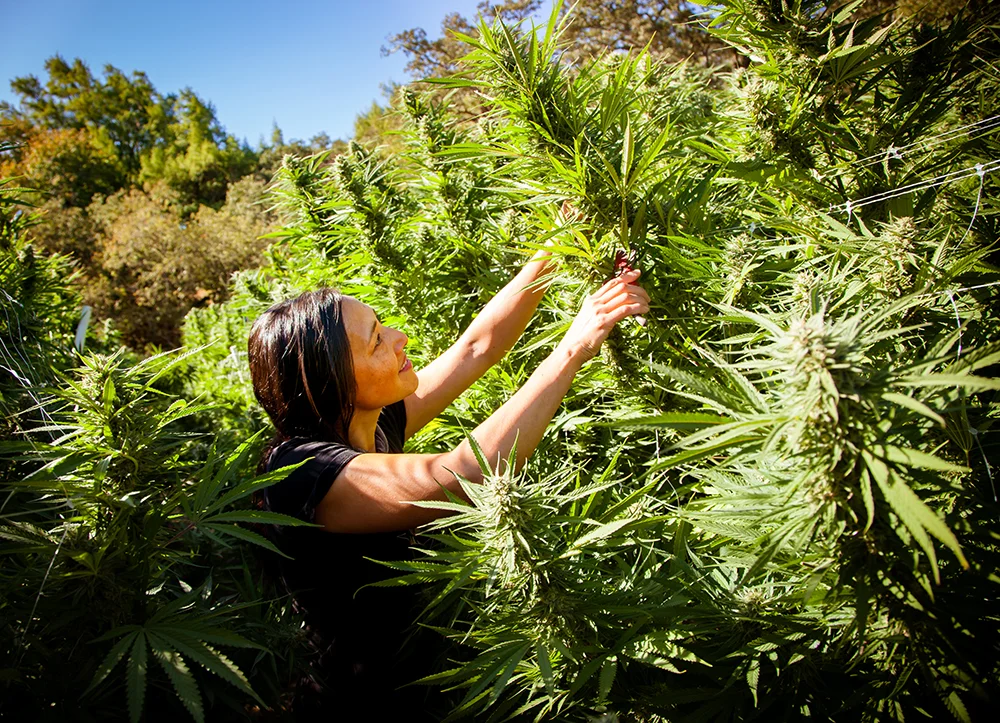Flow Kana: How Sun-Grown Cannabis is Changing the Face of Sustainability