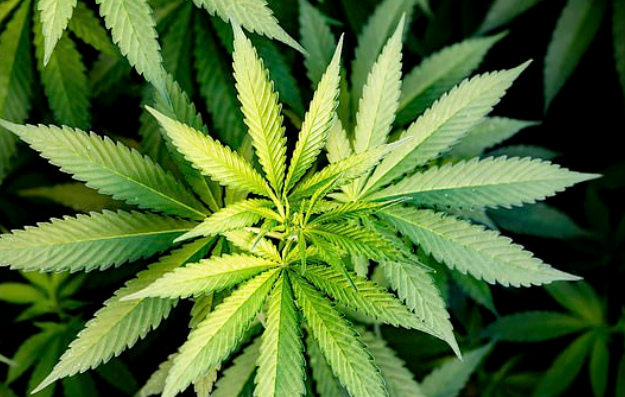 2019 Cannabis Trends: What’s Hot In The Industry