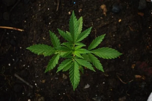 Curaleaf To Offer First Medical Cannabis Flower Products In New York