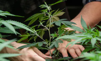 Curaleaf Comes Out with Cannabis Tablets in Florida