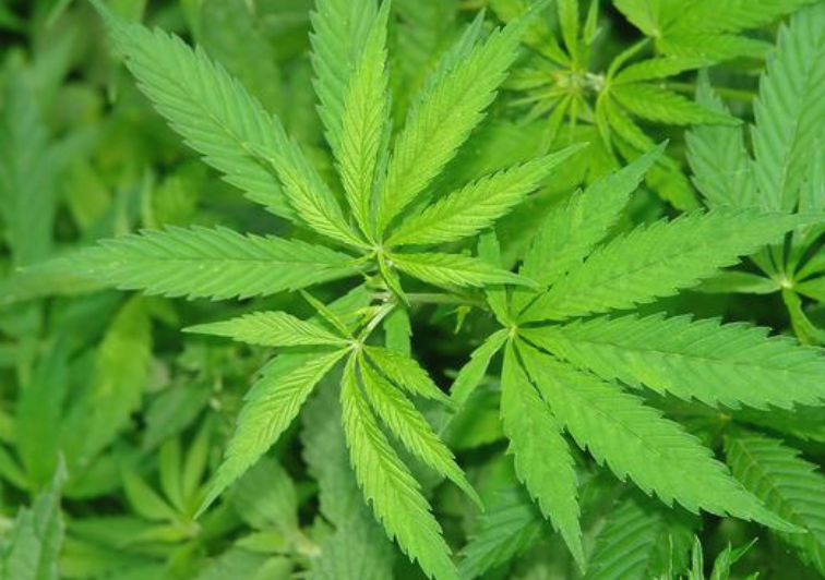 Here's what legal weed will mean for Chicago startups