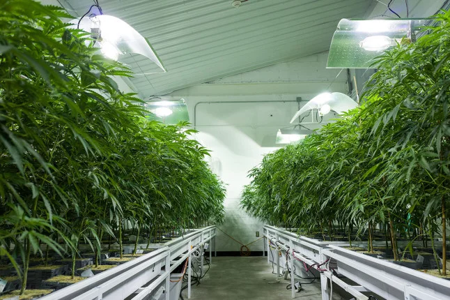 How marijuana is poised for a North American takeover