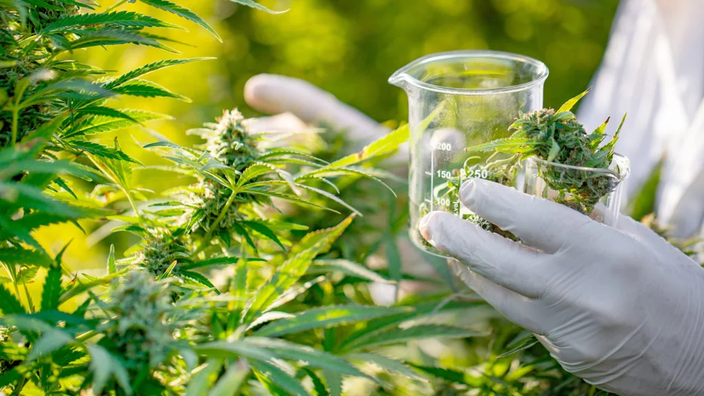 Cannabis Jobs in the US Quadruple Since 2016
