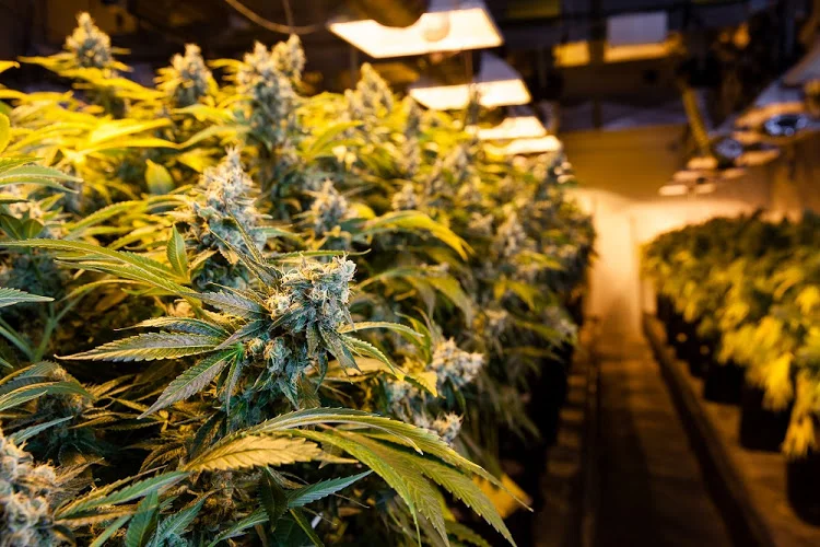 Ripe time to invest in cannabis sector