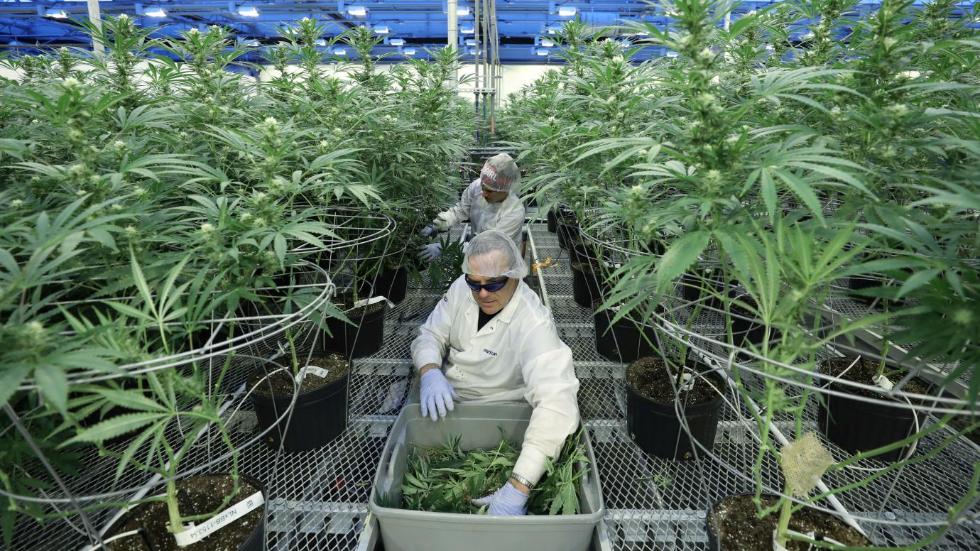 Major universities are starting to offer cannabis degree programs