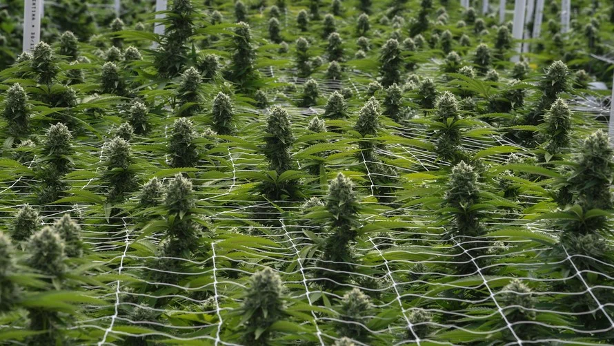Aurora Cannabis to research CBD with mixed martial arts outfit UFC, Canopy names new CFO