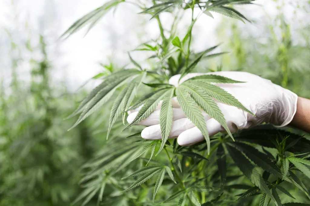 Support for US Cannabis Legalization Reaches New High, Poll Finds