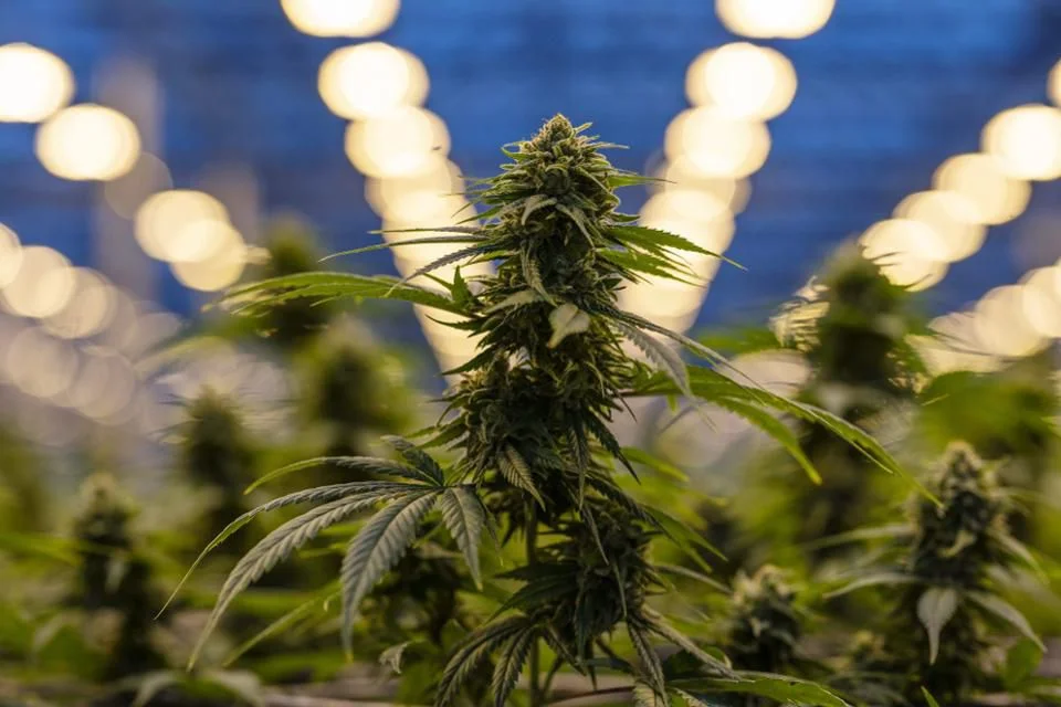 2018: The Year Politicians Realized People Love Cannabis Reform